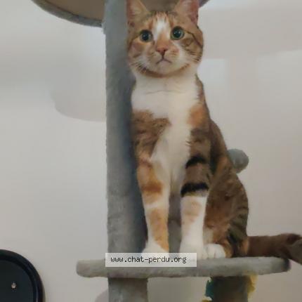 Photo 1/1 Chat retrouvé Perdu à Amiens