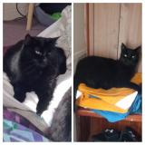 Photo de chat perdu à Seaford