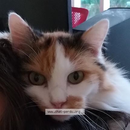 Photo 1/1 Milka Chat perdu à Villiers saint frederic