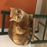 Photo de chat perdu à Avignon