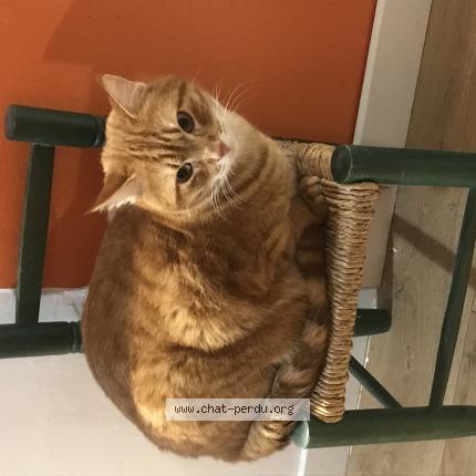 Photo 1/1 Chat retrouvé Perdu à Avignon