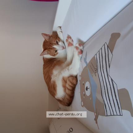 Idaho Chat Perdu A Crecy La Chapelle Chat Perdu France Idaho Chat Perdu A Crecy La Chapelle Chat Perdu France