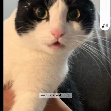 Photo 1/1 Rocky Chat perdu à Theix noyalo