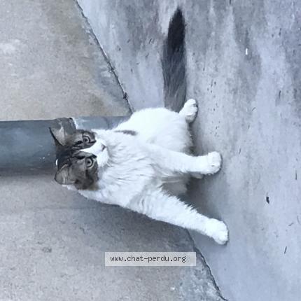 Photo 1/1 Chat retrouvé Perdu à Montpellier