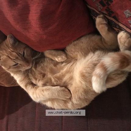 Photo 1/1 Chat retrouvé Perdu à Castirla