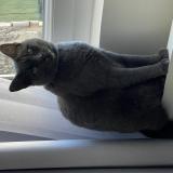 Photo de chat perdu à Nucour