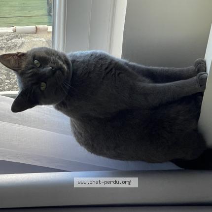 Photo de chat perdu à Nucour