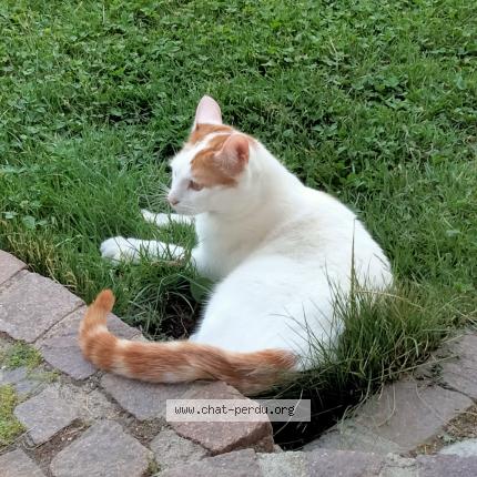 Photo 1/1 Oscar Chat perdu à Arthaz pont notre dame