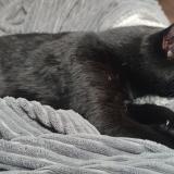 Photo de chat perdu à Le Grand Quevilly