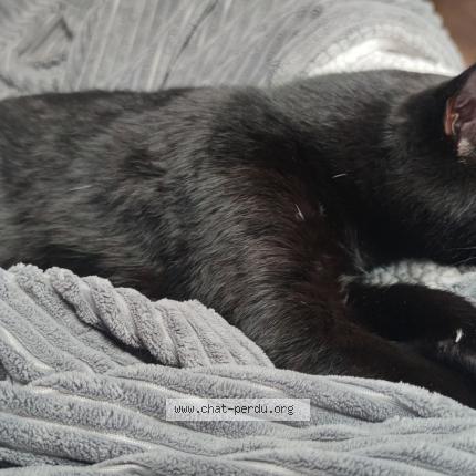 Photo 1/1 Chat retrouvé Perdu à Le grand quevilly