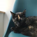 Photo de chat perdu à Plouenan