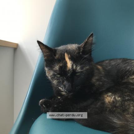 Photo 1/1 Chat retrouvé Perdu à Plouenan