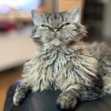 Photo de chat perdu à Nancy