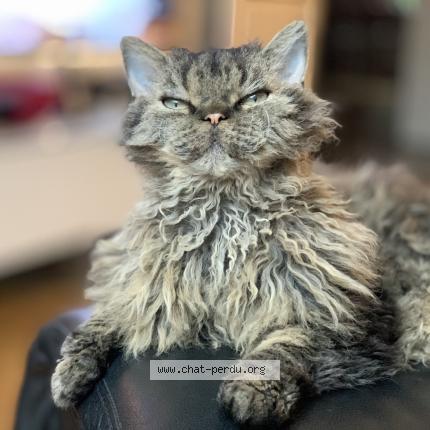 Photo 1/1 Chat retrouvé Perdu à Nancy