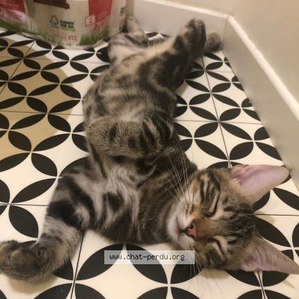 Photo 1/1 Chat retrouvé Perdu à Montpellier