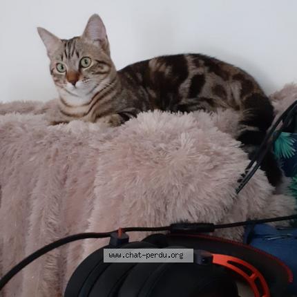 Photo 1/1 Kyro Chat perdu à Cambon