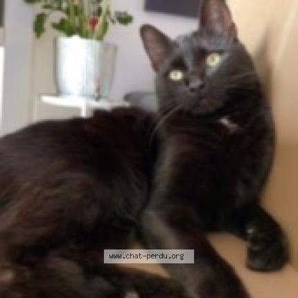 Photo 1/1 Kenzo Chat perdu à Revin