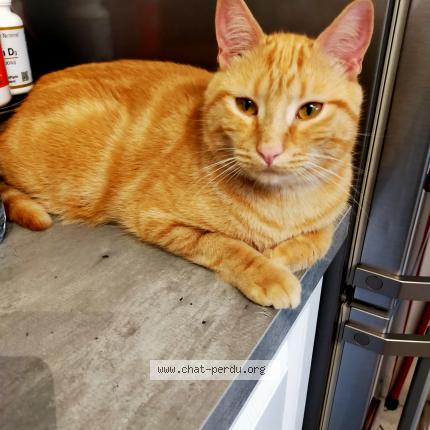 Photo 1/1 Tigrou Chat perdu à Villemomble