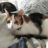 Photo de chat perdu à Thorigne Fouillard 35235