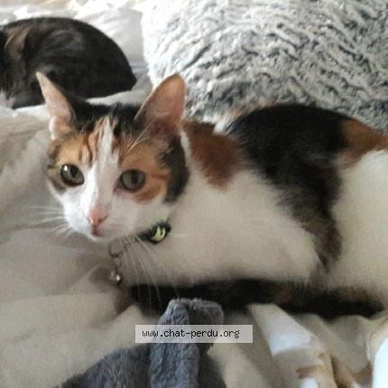 Photo 1/1 Chat retrouvé Perdu à Thorigne fouillard 35235