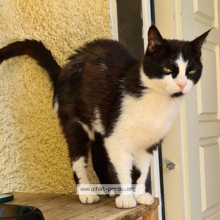 Photo 1/1 Pomponette Chat perdu à Montpellier