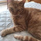 Photo de chat perdu à Saint Victoret