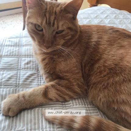 Photo de chat perdu à Saint Victoret