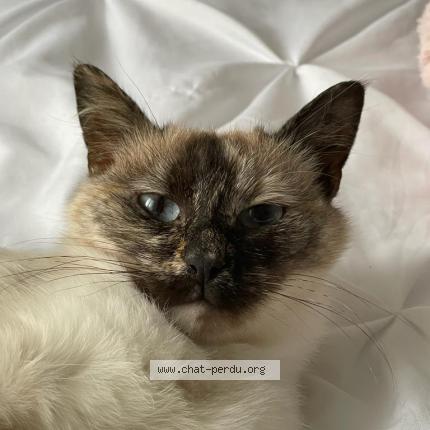 Griotte Chat Perdu A Chartres Chat Perdu France Griotte Chat Perdu A Chartres Chat Perdu France