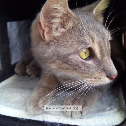 7057 Chat Trouve A Jette Laeken Chat Perdu Belgique 7057 Chat Trouve A Jette Laeken Chat Perdu Belgique