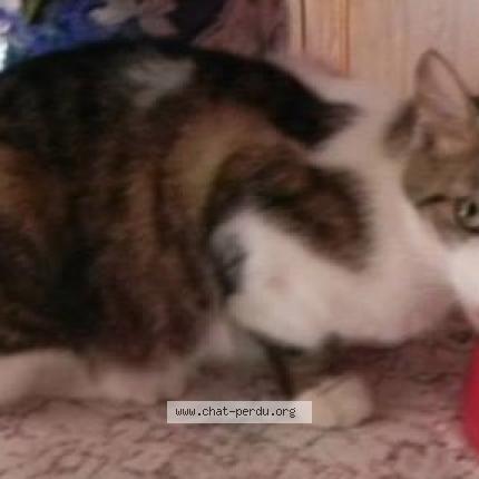 Photo 1/1 Miyaké Chat perdu à Saint jean de valeriscle