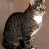 Photo de chat perdu à Moirans