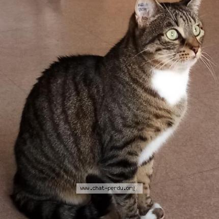 Photo 1/1 Chat retrouvé Perdu à Moirans