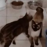 Photo de chat perdu à Le Soler