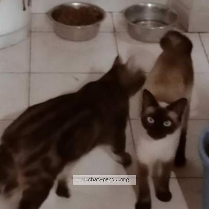 Photo 1/1 Chat retrouvé Perdu à Le soler