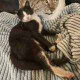 Photo de chat perdu à Varades