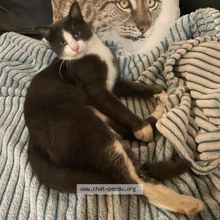 Photo 1/1 Chat retrouvé Perdu à Varades