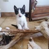 Photo de chat perdu à Propriano