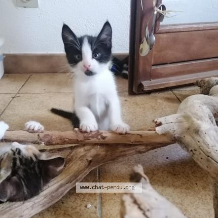 Photo 1/1 Chat retrouvé Perdu à Propriano