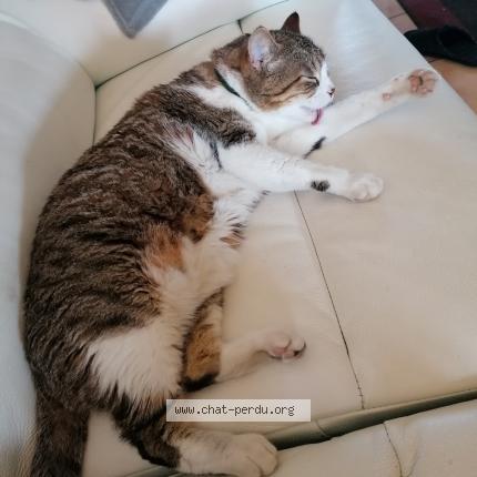 Photo 1/1 Mimi Chat perdu à Eyrans