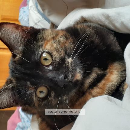 Photo 1/1 Chat retrouvé Perdu à St just en chaussee