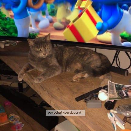 Patte Blanche Chat Perdu A Chatenois Chat Perdu France