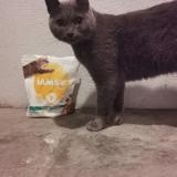 Photo de chat trouvé à Nantes