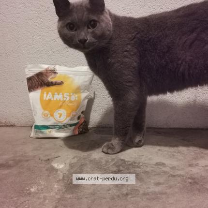 Photo 1/1 Chat retrouvé Trouvé à Nantes