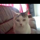 Photo de chat perdu à Remoulins