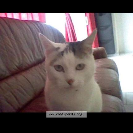 Photo de chat perdu à Remoulins