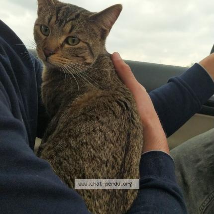 Photo de chat perdu à Lyon