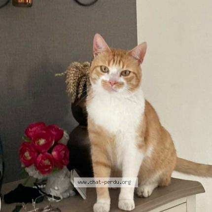 Photo 1/1 Crounchy Chat perdu à Fleac