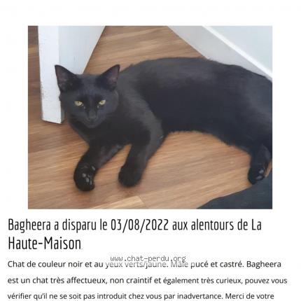 707339 Bagheera chat perdu à LA HAUTE MAISON - Chat Perdu France
