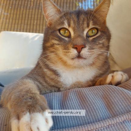 Photo de chat perdu à Aucamville