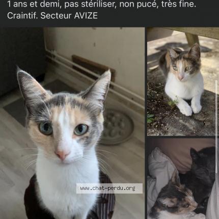 Photo 1/1 Chat retrouvé Perdu à Avize